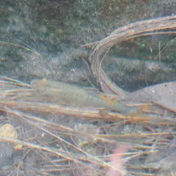 Balsas Molly, photo 7