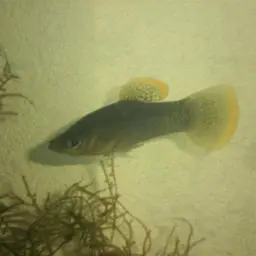 Shortfin Molly, photo 2