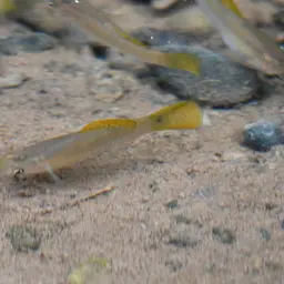 Shortfin Molly, photo 3