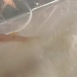Shortfin Molly, photo 6