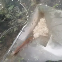 Shortfin Molly, photo 7