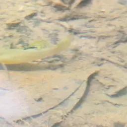 Shortfin Molly, photo 9