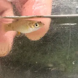 Shortfin Molly, photo 10