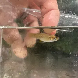 Shortfin Molly, photo 11
