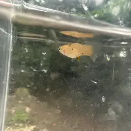 Shortfin Molly, photo 12