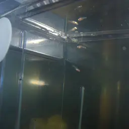Guppy, photo 7