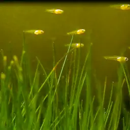 Guppy, photo 9