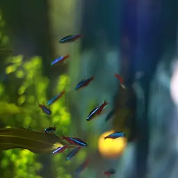 Guppy, photo 10