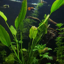 Guppy, photo 11