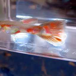 Guppy, photo 2