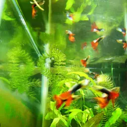 Guppy, photo 3