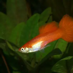 Guppy, photo 4