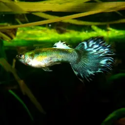 Guppy, photo 5