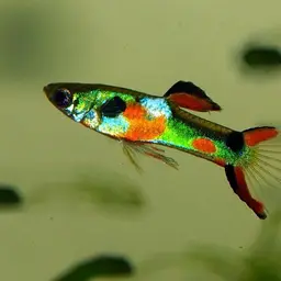 Guppy