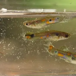 Guppy, photo 6