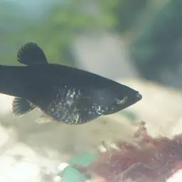Molly