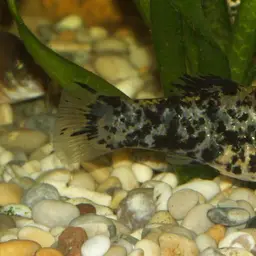 Molly, photo 4