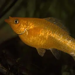 Sailfin Molly