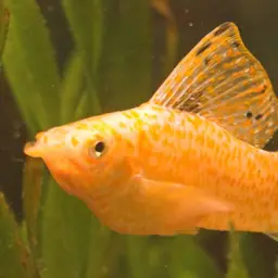 Sailfin Molly, photo 2