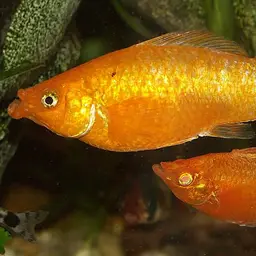 Sailfin Molly, photo 3
