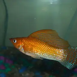 Sailfin Molly, photo 4
