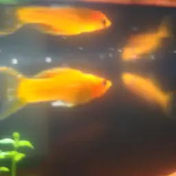 Sailfin Molly, photo 5