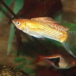 Sailfin Molly, photo 6