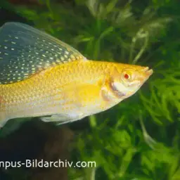 Sailfin Molly, photo 7
