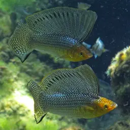 Sailfin Molly, photo 8