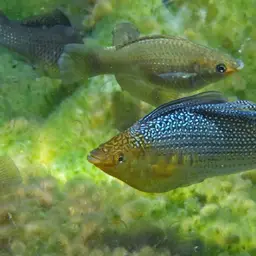 Sailfin Molly, photo 9