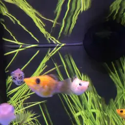 Sailfin Molly, photo 10