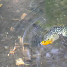 Sailfin Molly, photo 11