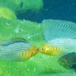 Sailfin Molly, photo 12