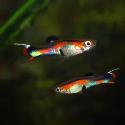 Endler's Livebearer