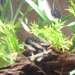 Endler's Livebearer, photo 2