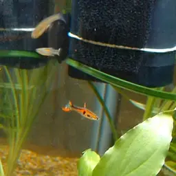 Endler's Livebearer, photo 3
