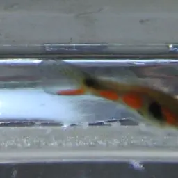 Endler's Livebearer, photo 4