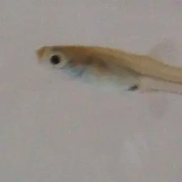 Endler's Livebearer, photo 5