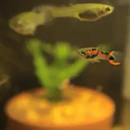 Endler's Livebearer, photo 6