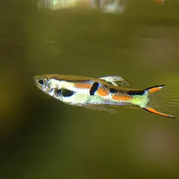 Endler's Livebearer, photo 7