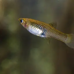 Endler's Livebearer, photo 8