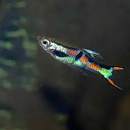 Endler's Livebearer, photo 9