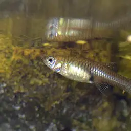 Endler's Livebearer, photo 10