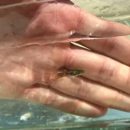 Endler's Livebearer, photo 12