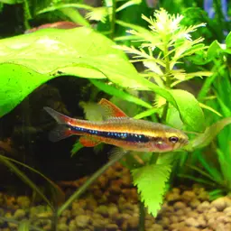 Black Darter Tetra