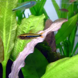 Black Darter Tetra, photo 2