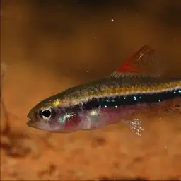 Black Darter Tetra, photo 3