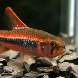 Black Darter Tetra, photo 4