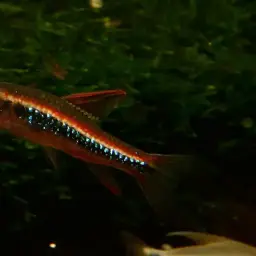 Black Darter Tetra, photo 5