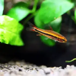 Black Darter Tetra, photo 6